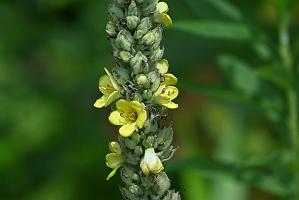 2025-07059428 River Bend Farm, MA